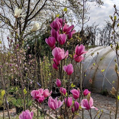 magnolia 1amethyst flame